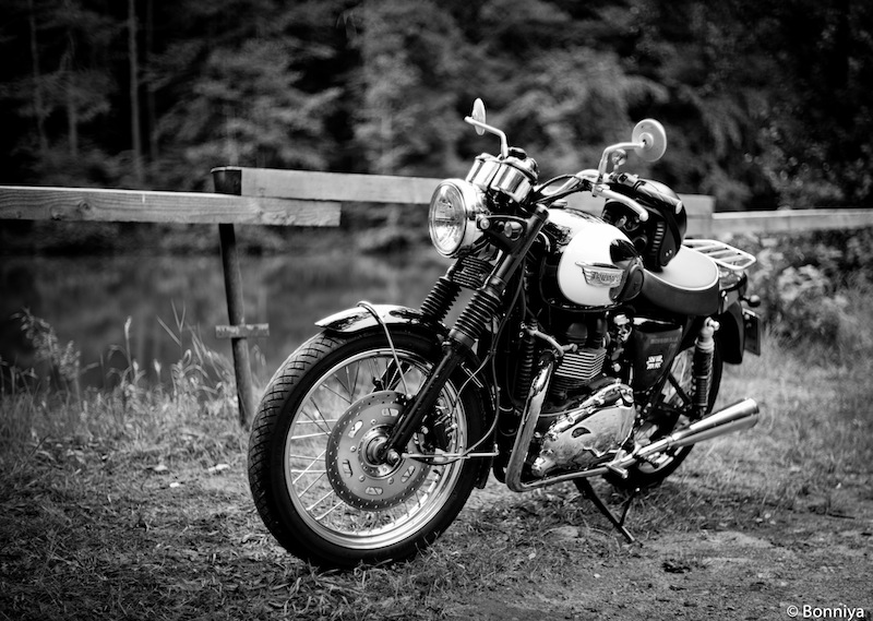 Bonnie in der Eifel 1