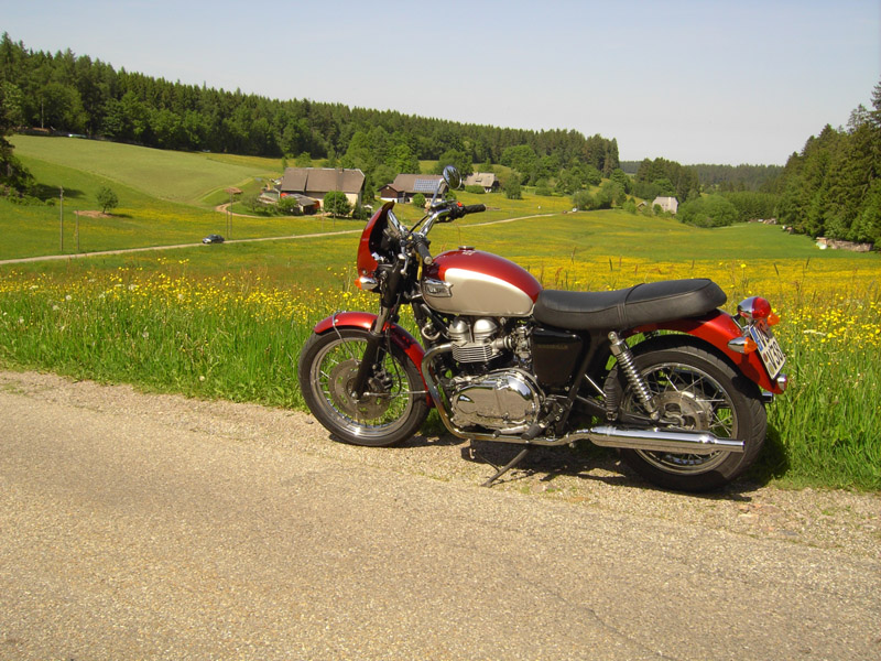 Volker´s Bonni hinterm Haus im Schwarzwald